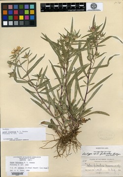 Image of Aster fulcratus