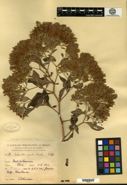 Image of Salpianthus aequalis