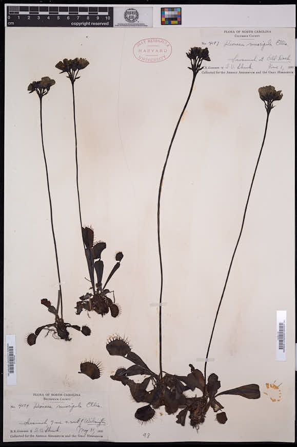 Dionaea muscipula image