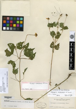 Image of Heliopsis sinaloensis