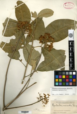 Image of Esenbeckia macrantha