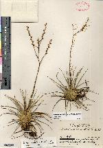Catopsis juncifolia image