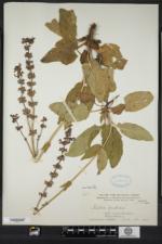 Salvia pratensis image