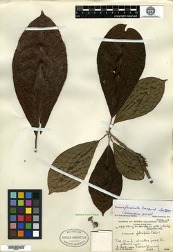 Image of Pouteria fossicola
