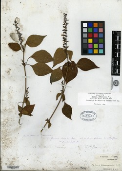 Salvia seemannii image