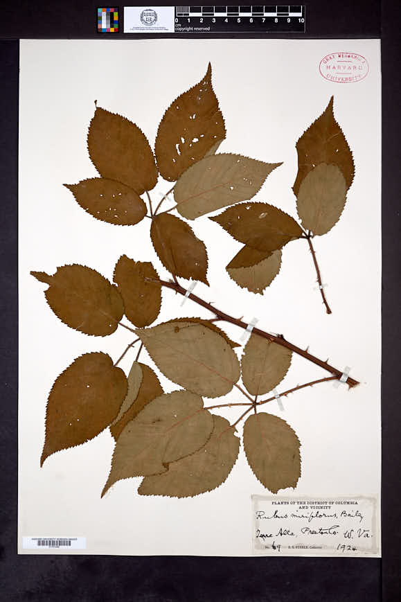 Image of Rubus miriflorus