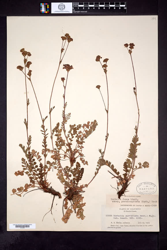 Horkelia fusca subsp. pseudocapitata image
