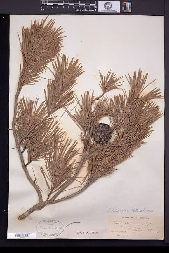 Pinus leiophylla var. chihuahuana image