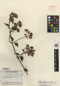 Mikania huitzensis image