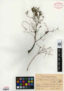 Image of Pilea coronopifolia