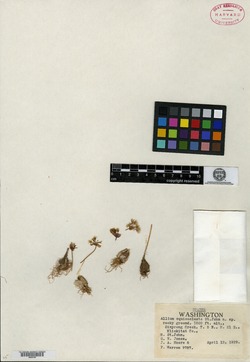 Image of Allium equicaeleste