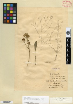 Stephanodoria tomentella image