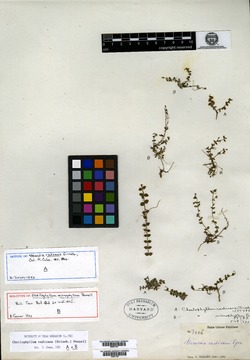 Cheilophyllum radicans image