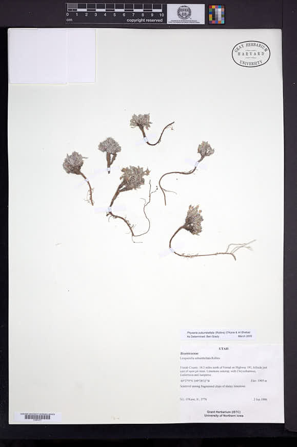 Physaria subumbellata image