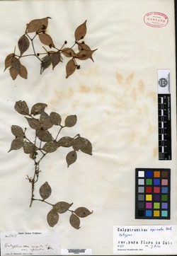 Image of Calyptranthes apicata
