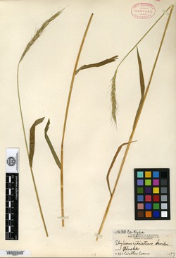 Elymus ciliatus image