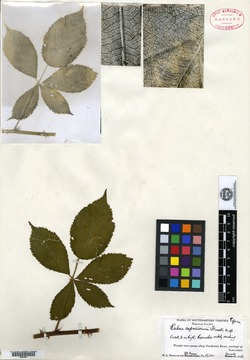Rubus cupressorum image