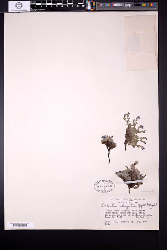 Eritrichium argenteum image