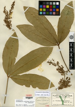 Image of Forchhammeria trifoliata