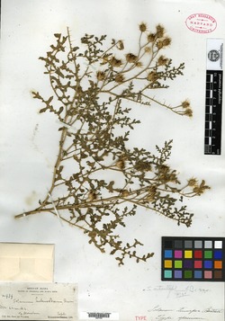 Image of Solanum tenuipes