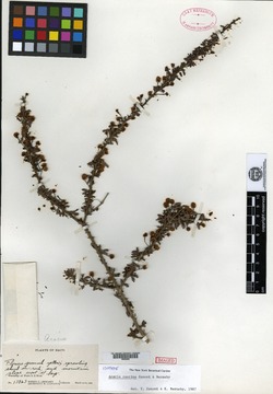 Image of Vachellia caurina