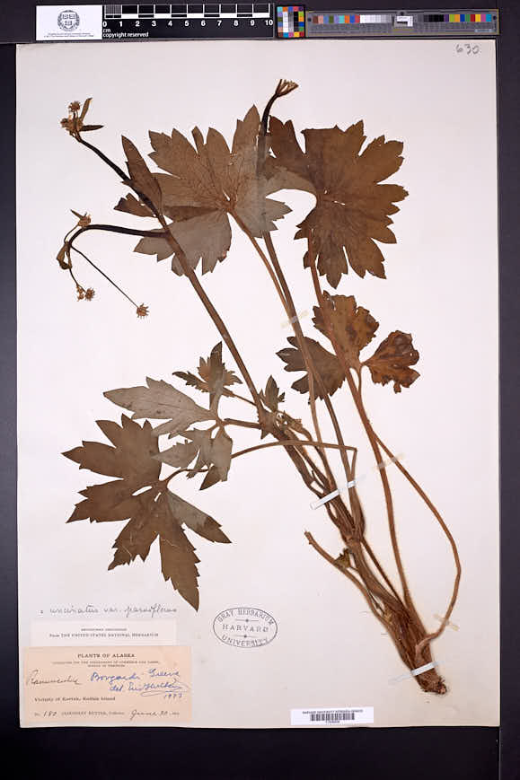 Ranunculus uncinatus var. parviflorus image