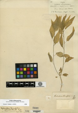 Image of Calceolaria buchtieniana