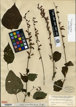 Image of Salvia subrubens