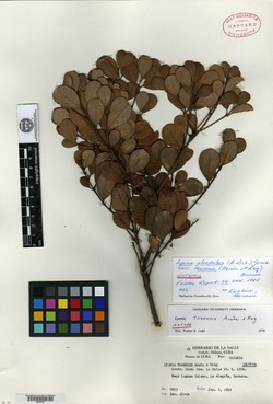Lyonia glandulosa image