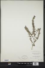 Image of Echium australe