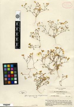 Gilia inyoensis image