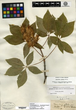 Aesculus glabra var. leucodermis image