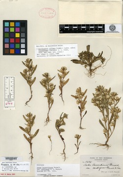 Image of Symphyotrichum laurentianum