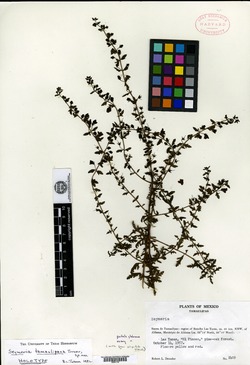 Image of Seymeria tamaulipana