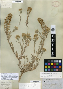 Image of Physaria densiflora