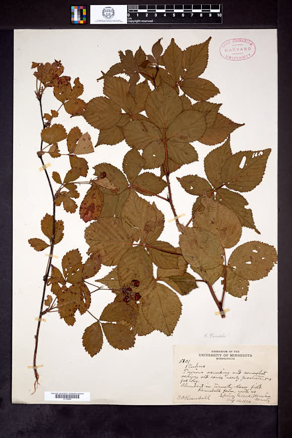Rubus rosendahlii image