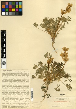 Image of Lupinus arenicola