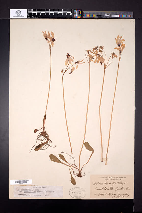 Dodecatheon hendersonii subsp. parvifolium image