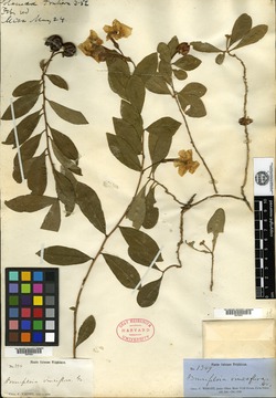 Brunfelsia cestroides image