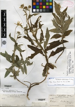 Image of Verbesina coahuilensis
