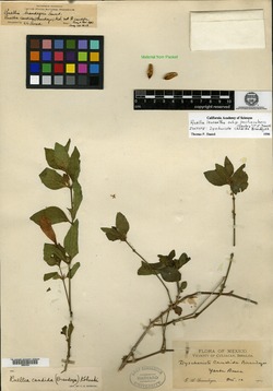 Ruellia leucantha subsp. postinsularis image