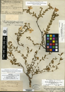 Image of Menodora magniflora