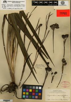 Image of Sisyrinchium macrophyllum