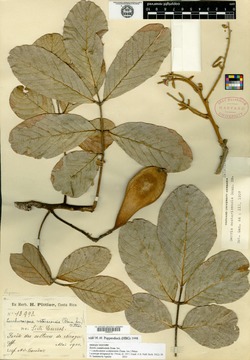 Image of Lonchocarpus costaricensis