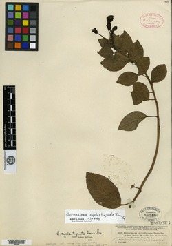 Burmeistera cyclostigmata image
