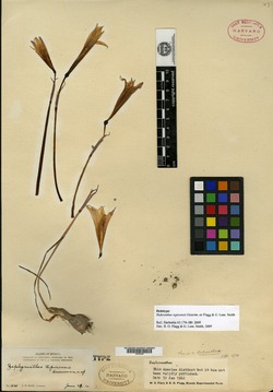Image of Habranthus tepicensis