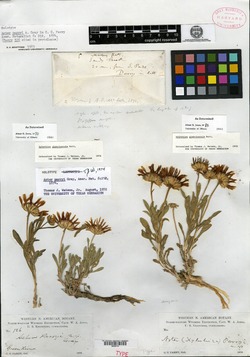 Image of Aster parryi