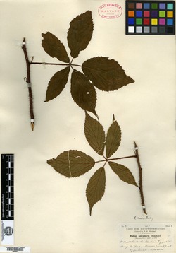 Rubus peculiaris image