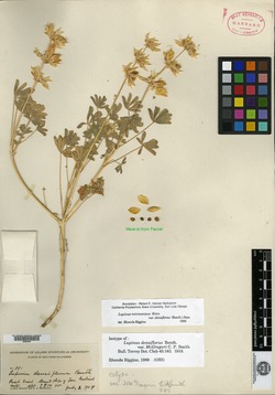 Lupinus densiflorus image