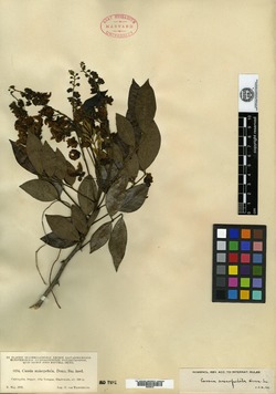Image of Cassia anisopetala
